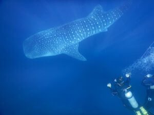 Whale Shark